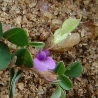 Grona triflora (L.) H.Ohashi & K.Ohashi